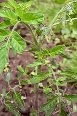 Image showing Green tomato fruit growing among flower buds