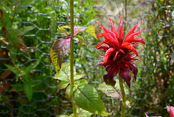 Image showing Red bergamot flower