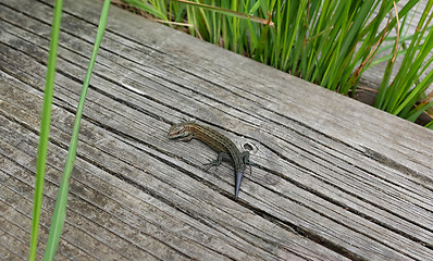 Image showing Common lizard on a boardwalk among grass