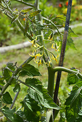 Image showing Yellow flowers on a tomato plant