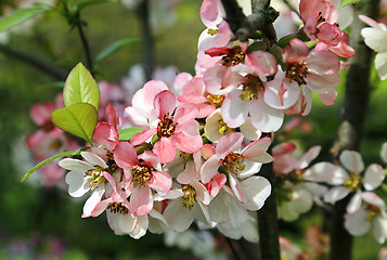 Image showing Beautiful flowers of spring tree