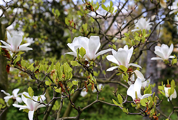 Image showing Blooming magnolia with beautiful white flowers 