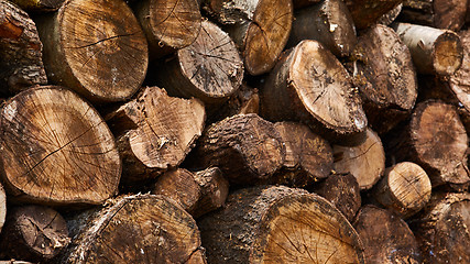 Image showing Dry firewood in a pile for furnace kindling