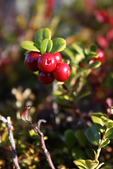 Image showing Vaccinium vitis-idaea