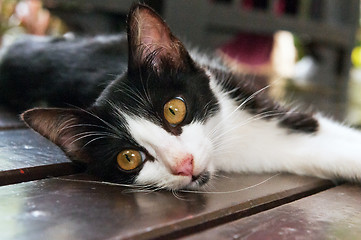 Image showing Black-white kitten