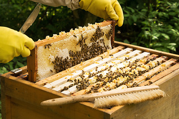 Image showing Beekeeper