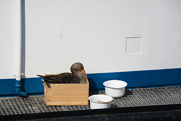 Image showing Goose at Breeding