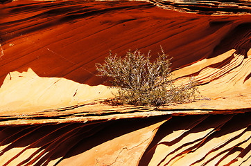 Image showing The Wave, Vermilion Cliffs National Monument, Arizona, USA