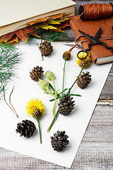 Image showing Herbarium of plants