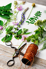 Image showing Herbarium of plants