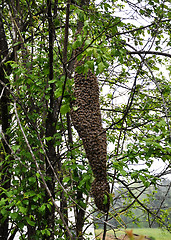 Image showing Swarm of bees