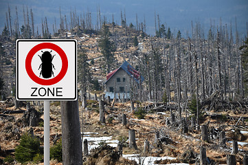 Image showing Bark beetle zone at mount Rachel