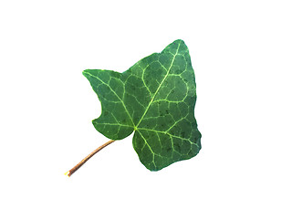 Image showing Ivy Hedera plant leaf