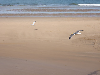 Image showing Seagull bird animal