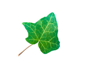 Image showing Ivy Hedera plant leaf