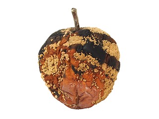 Image showing Spoiled apple