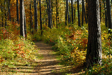 Image showing Path in autumn forest