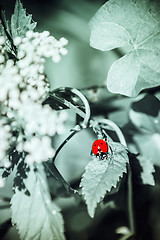 Image showing Ladybird on a leaf