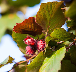 Image showing hazelnuts on a branch