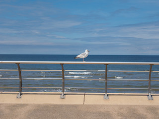 Image showing Seagull bird animal