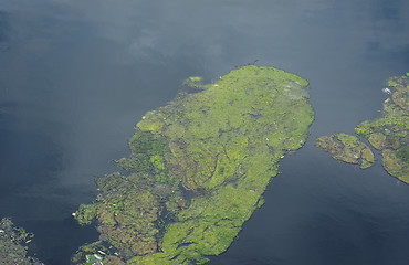 Image showing Algae in a pond