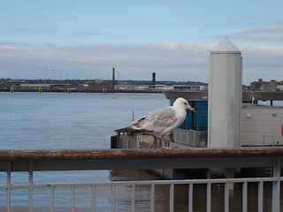 Image showing Seagull bird animal