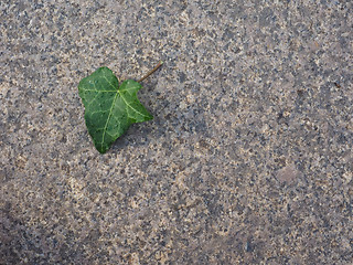 Image showing Ivy Hedera plant leaf