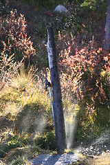 Image showing Water post