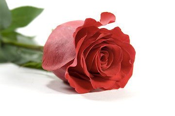 Image showing red rose