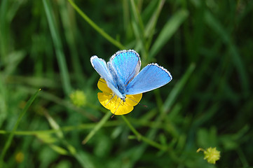 Image showing butterfly