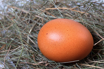 Image showing Chicken egg in nest