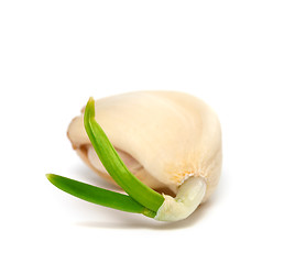 Image showing Sprouting clove of garlic