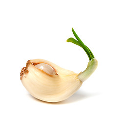 Image showing Sprouting clove of garlic