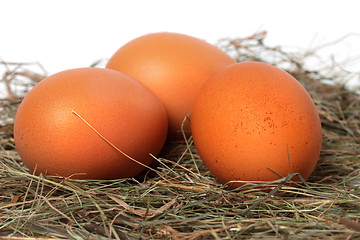 Image showing Three chicken eggs in nest