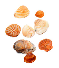 Image showing Sunlight seashells isolated on white 