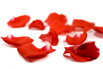 Image showing red petals