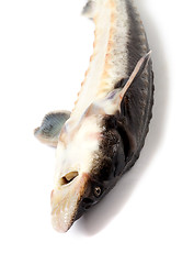 Image showing Dead fresh sterlet fish