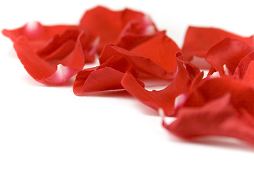 Image showing red petals