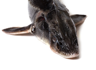Image showing Fresh sterlet fish head