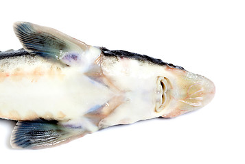 Image showing Dead sterlet fish