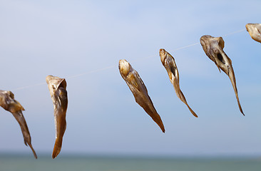 Image showing Catch of gobies fish drying on sun