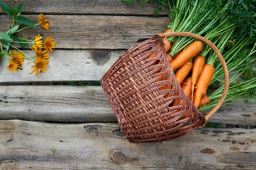 Image showing Top view of wicker basket with fresh carrots