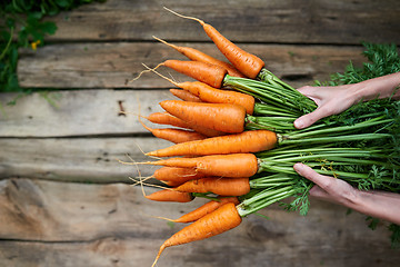 Image showing Female hands holding fresh carrots