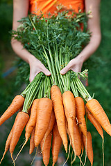 Image showing Female hands holding fresh carrots