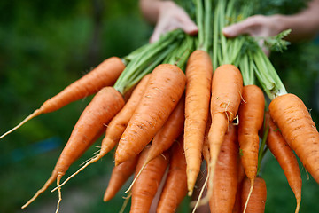 Image showing Female hands holding fresh carrots