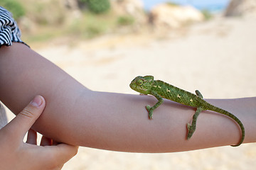 Image showing Chameleon on hand