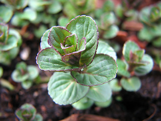 Image showing Peppermint plant