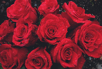 Image showing Red roses
