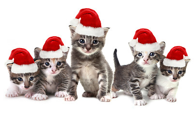 Image showing Christmas Kittens Wearing Red Hat on White