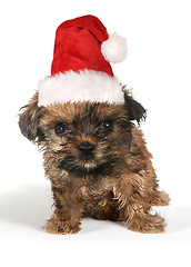 Image showing Puppy Dog With Cute Expression and Santa Hat